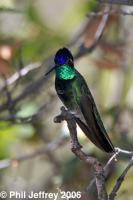 Magnificent Hummingbird