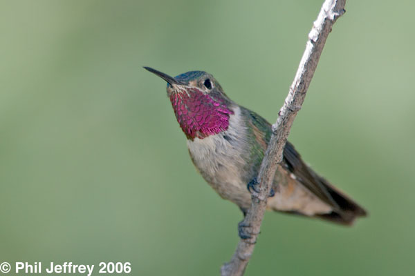 Broad-tailed Hummingbird