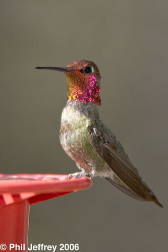 Anna's Hummingbird