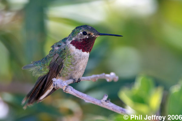 Broad-tailed Hummingbird