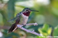 Broad-tailed Hummingbird