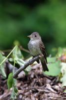 Eastern Wood-Pewee