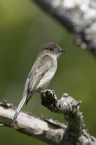 Eastern Phoebe (EAPH-001)