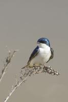Tree Swallow