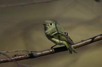 Ruby-crowned Kinglet