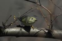 Ruby-crowned Kinglet
