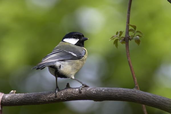 Great Tit