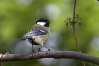 Great Tit