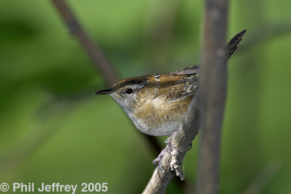 Marsh Wren