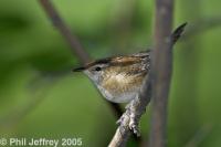 Marsh Wren