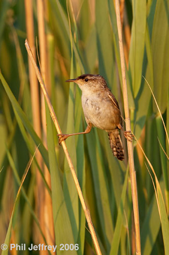 Marsh Wren