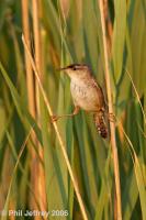 Marsh Wren