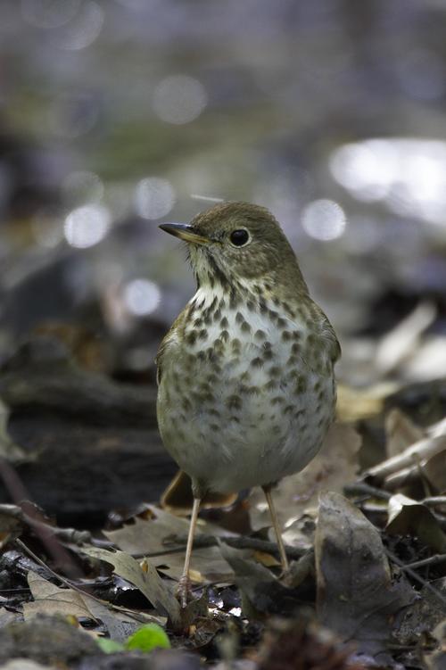 Hermit Thrush