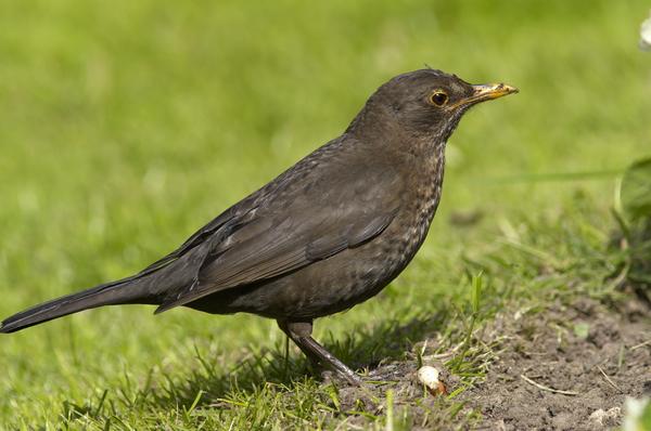 Eurasian Blackbird (EUBL-001)