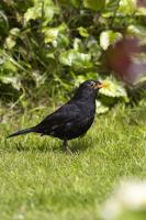 Eurasian Blackbird (EUBL-002)