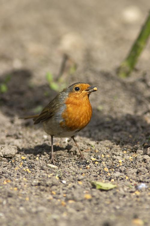 European Robin