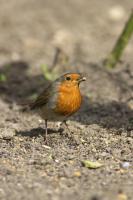 European Robin (EURO-001)
