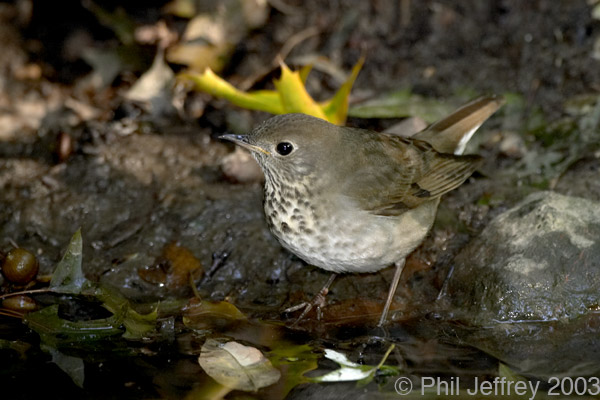 Gray-cheeked Thrush