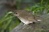Gray-cheeked Thrush