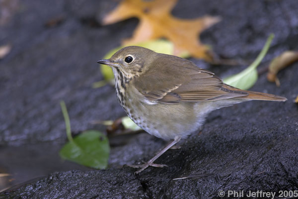 Hermit Thrush
