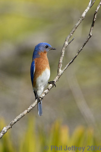 Eastern Bluebird