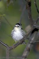 Black-and-White Warbler