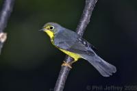 Canada Warbler