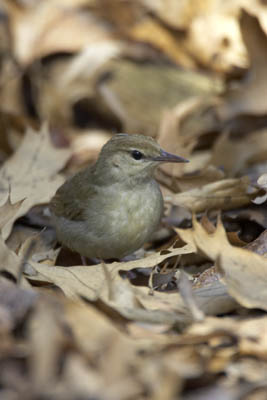 Swainson's Warbler