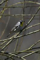Yellow-throated Warbler