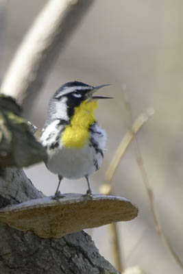 Yellow-throated Warbler