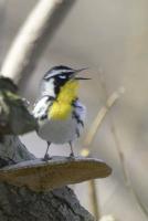 Yellow-throated Warbler
