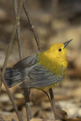 Prothonotary Warbler