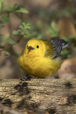 Prothonotary Warbler