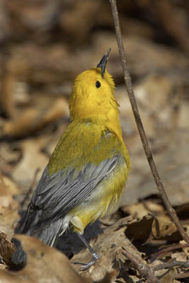 Prothonotary Warbler