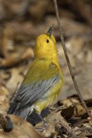 Prothonotary Warbler