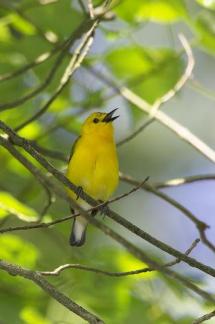 Prothonotary Warbler