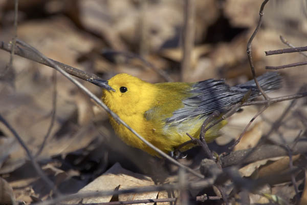 Prothonotary Warbler