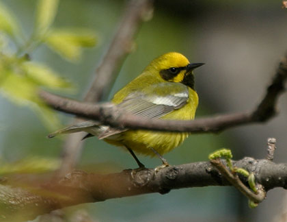 "Lawrence's" Warbler