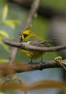 "Lawrence's" Warbler