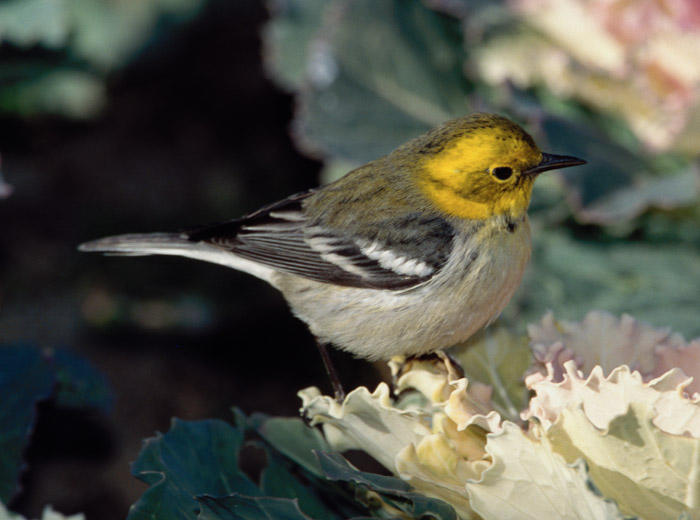 Hermit X Townsend's Warbler