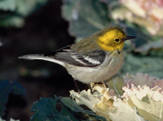 Hermit X Townsend's Warbler