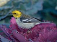 Hermit X Townsend's Warbler