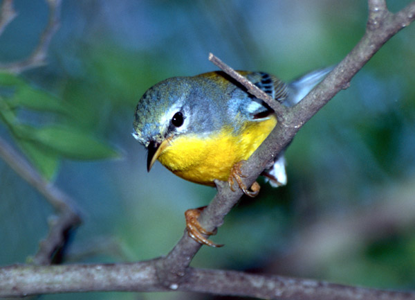 Tropical Parula