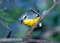Tropical Parula