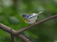 Northern Parula