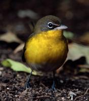 Yellow-breasted Chat