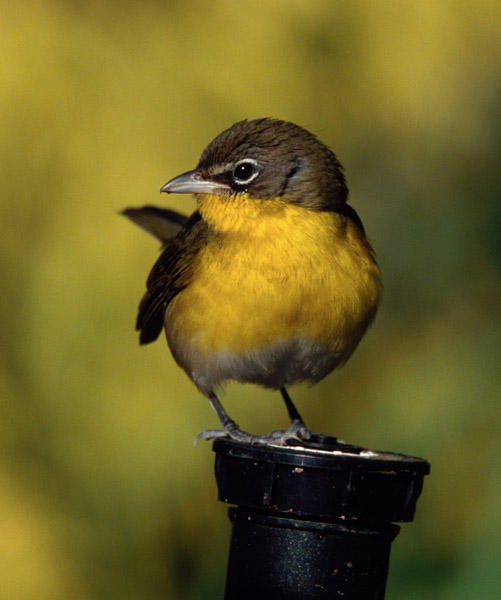 Yellow-breasted Chat