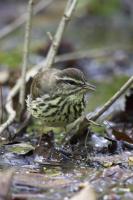 Northern Waterthrush