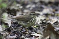 Northern Waterthrush