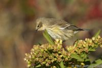 Yellow-rumped Warbler